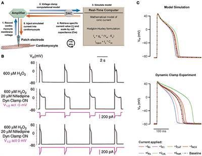 Applications of Dynamic Clamp to Cardiac Arrhythmia Research: Role in Drug Target Discovery and Safety Pharmacology Testing